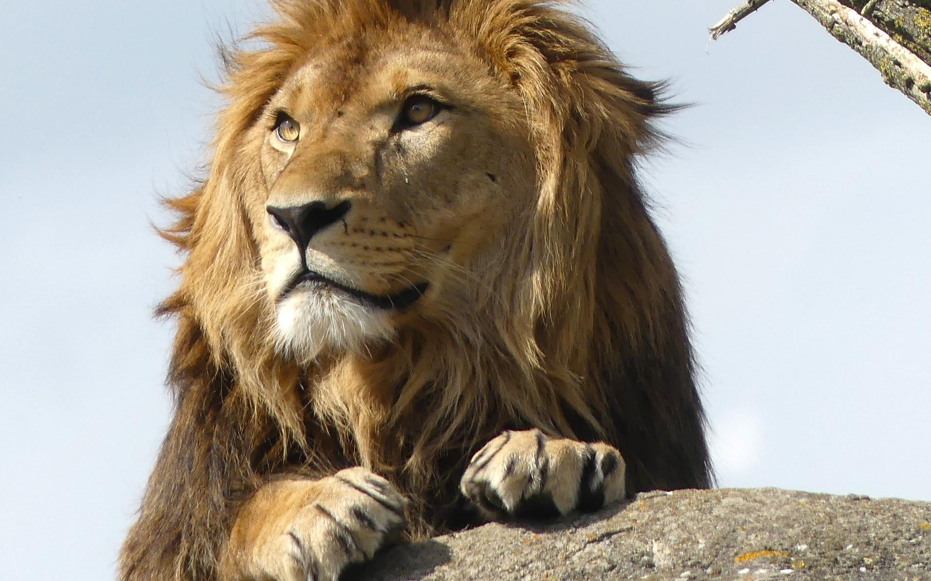 Wildlands Foto van de Week | De leeuw is naast de tijger de